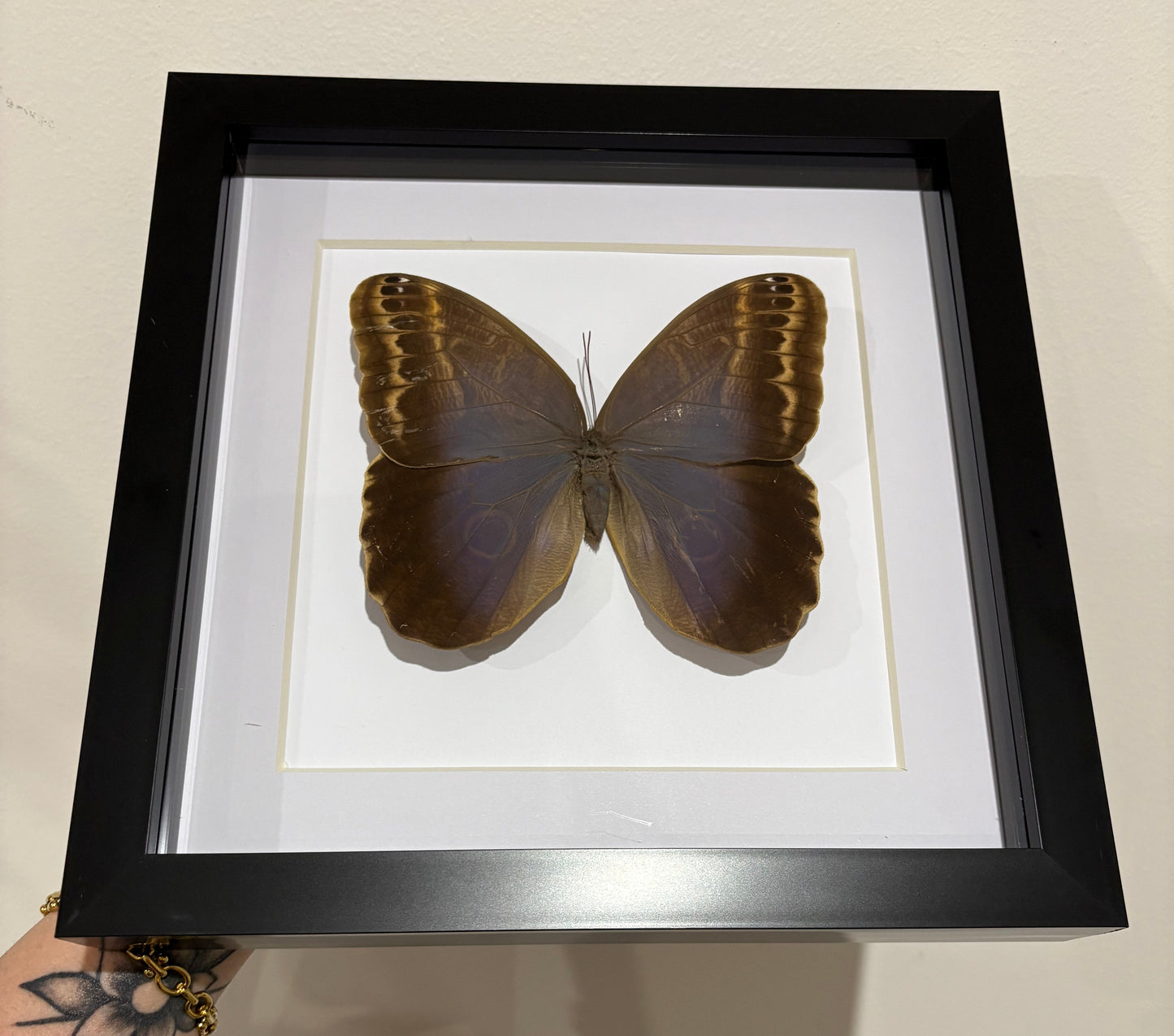 Caligo illioneus oberon