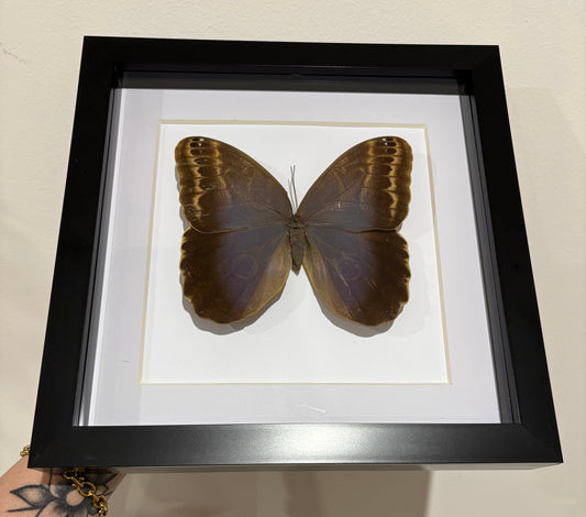 Caligo illioneus oberon