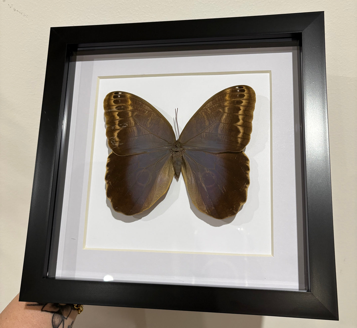 Caligo illioneus oberon