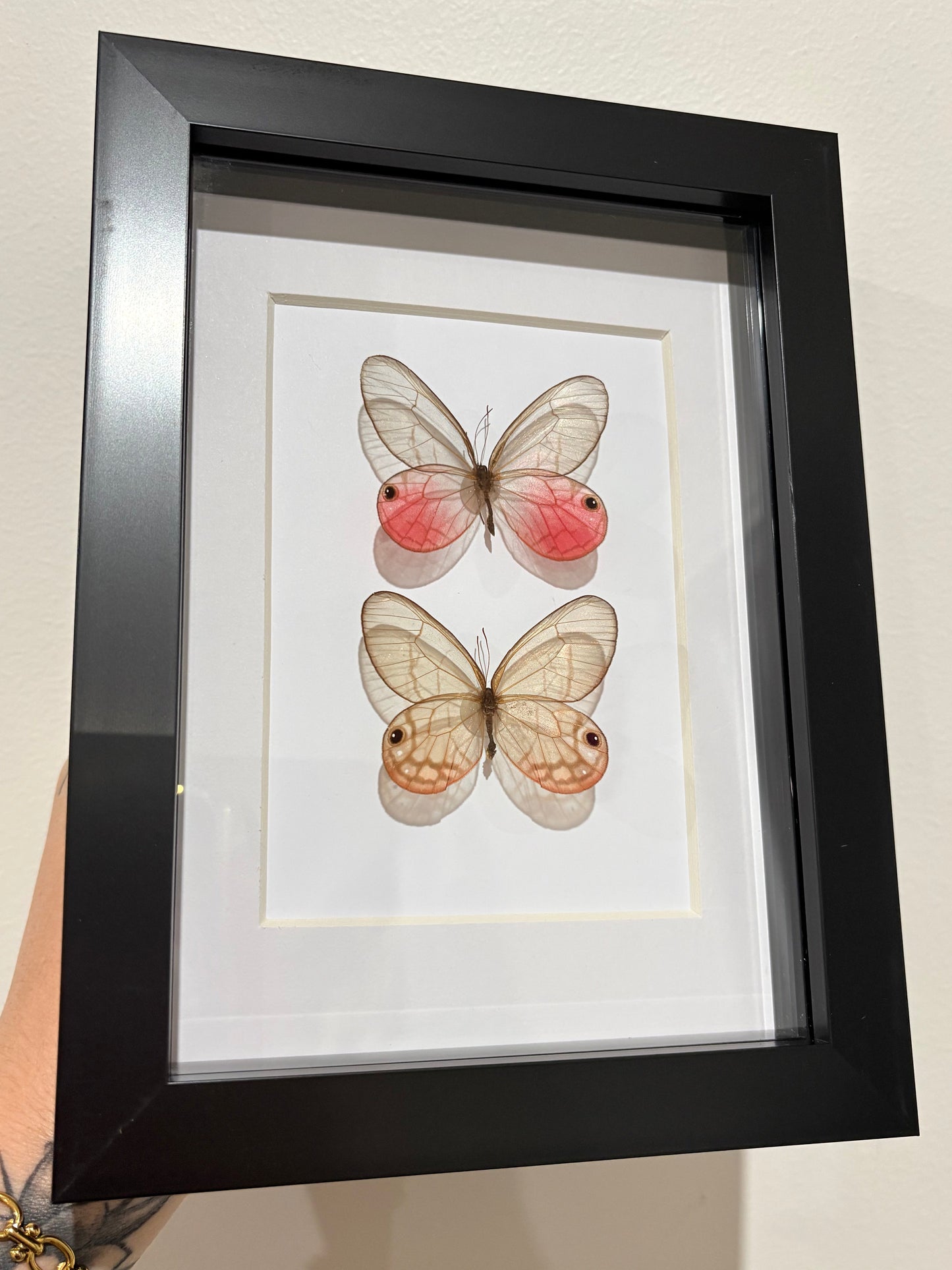 Cithaerias aurorina Iquitos duo