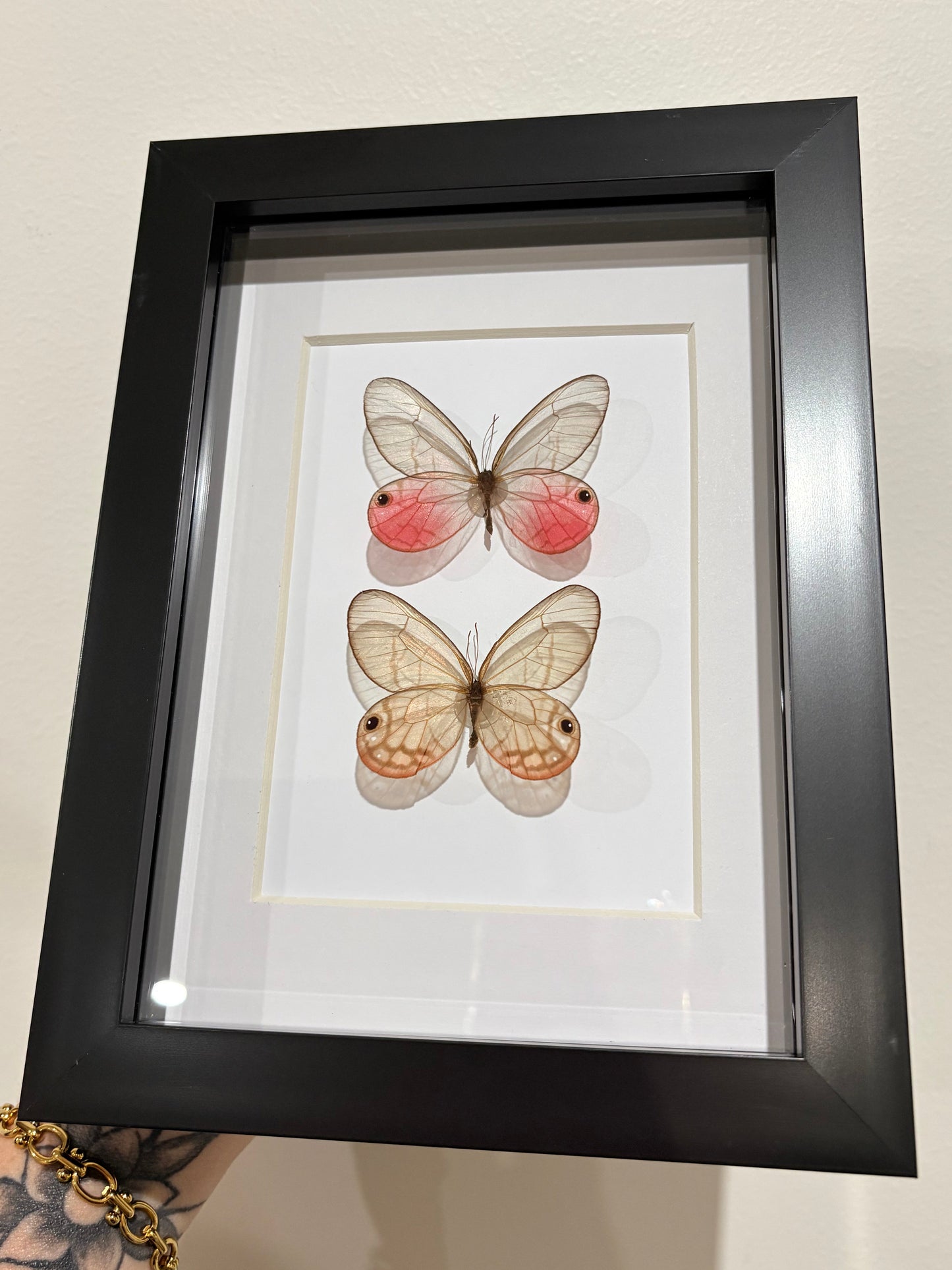 Cithaerias aurorina Iquitos duo