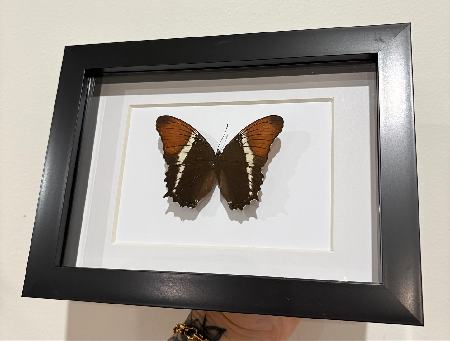 siproeta epaphus