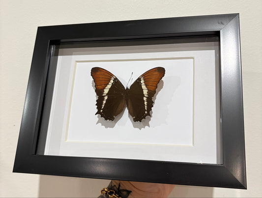 siproeta epaphus