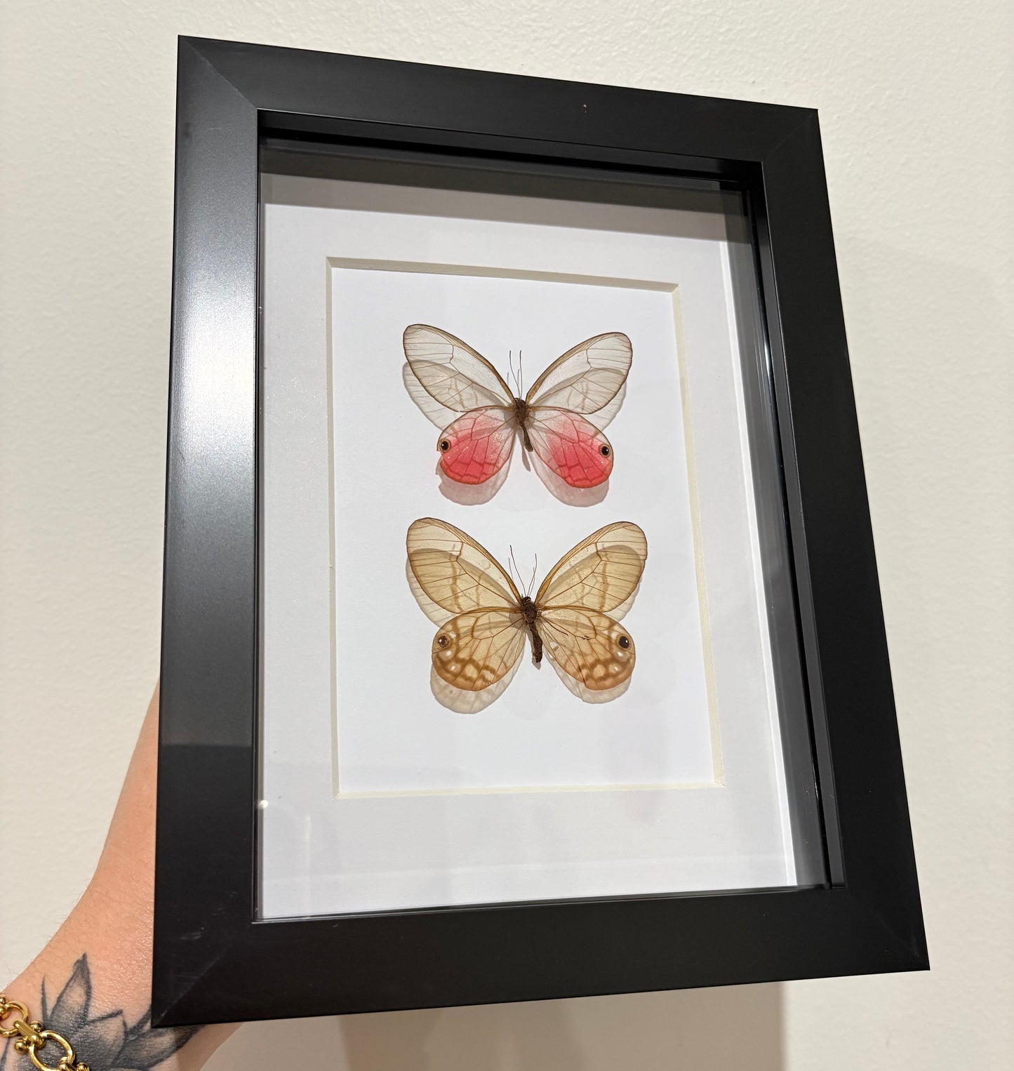 Cithaerias aurorina Iquitos