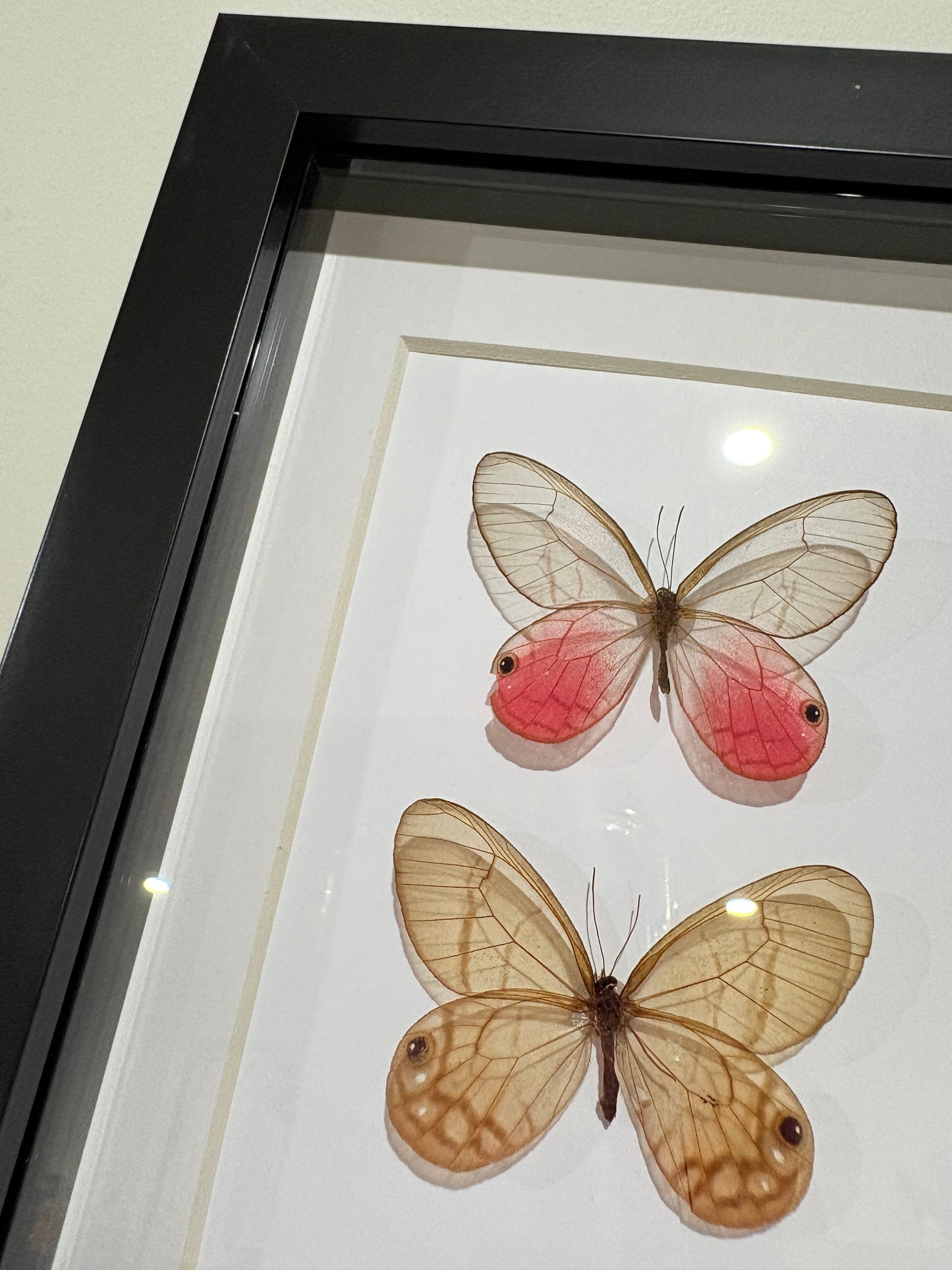 Cithaerias aurorina Iquitos