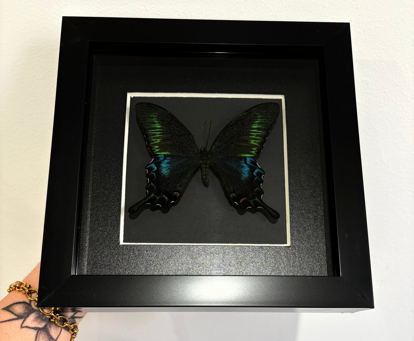 Papilio bianor kotoensis Lanyu