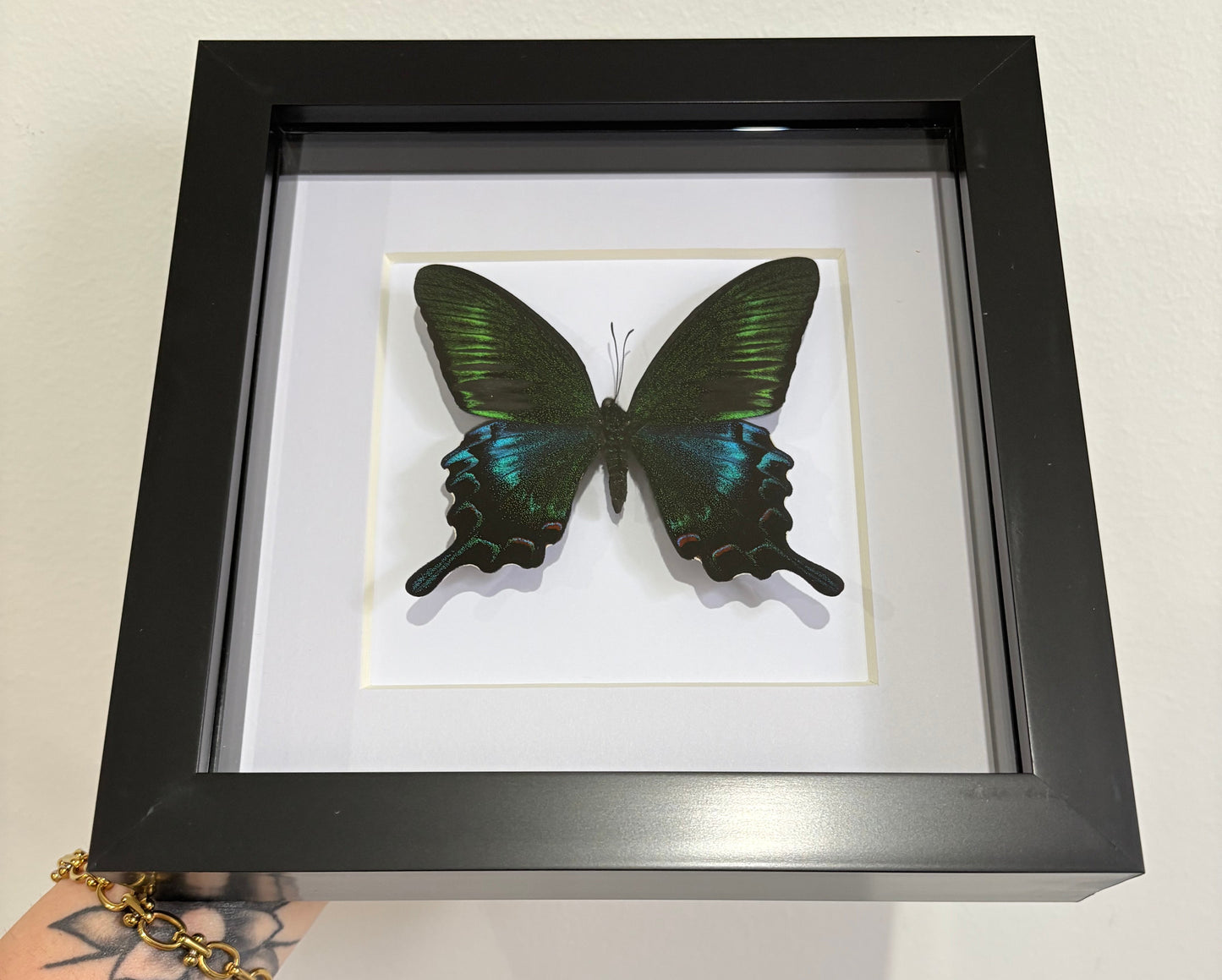 Papilio bianor kotoensis Lanyu