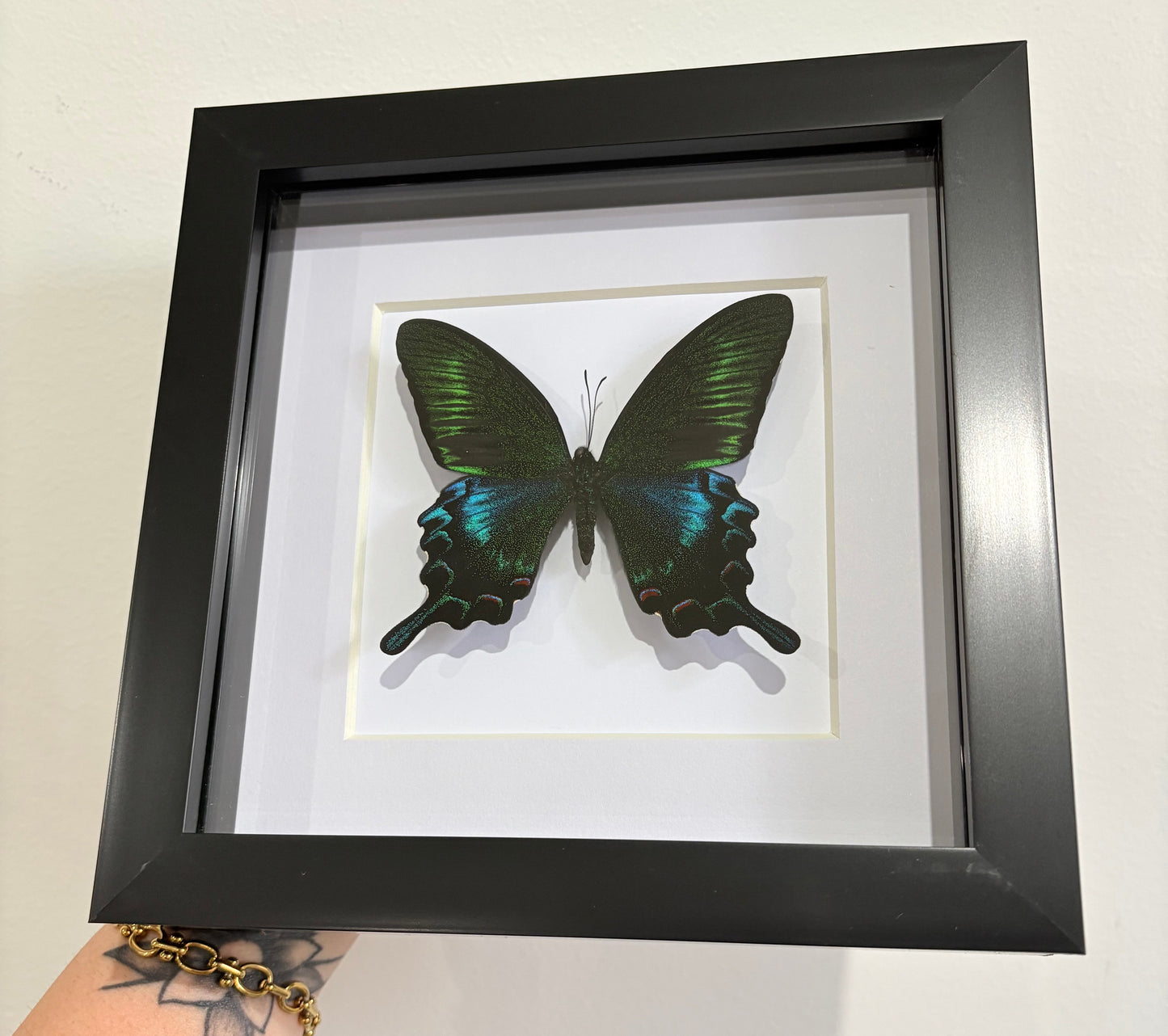 Papilio bianor kotoensis Lanyu