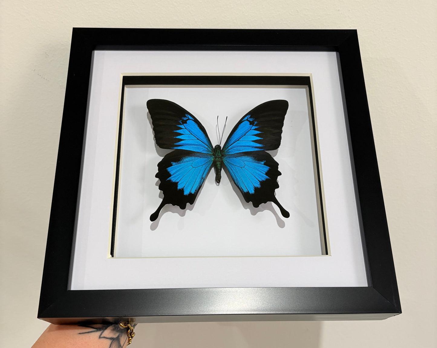 Papilio Ulysses Ulysses Butterfly