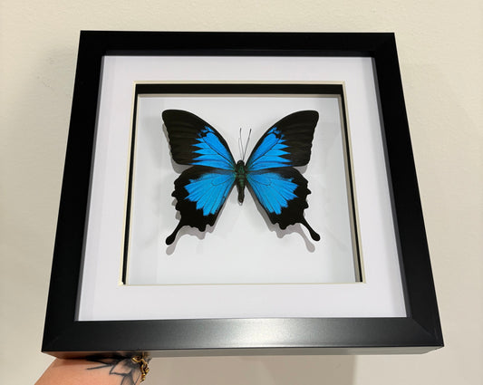 Papilio Ulysses Ulysses Butterfly