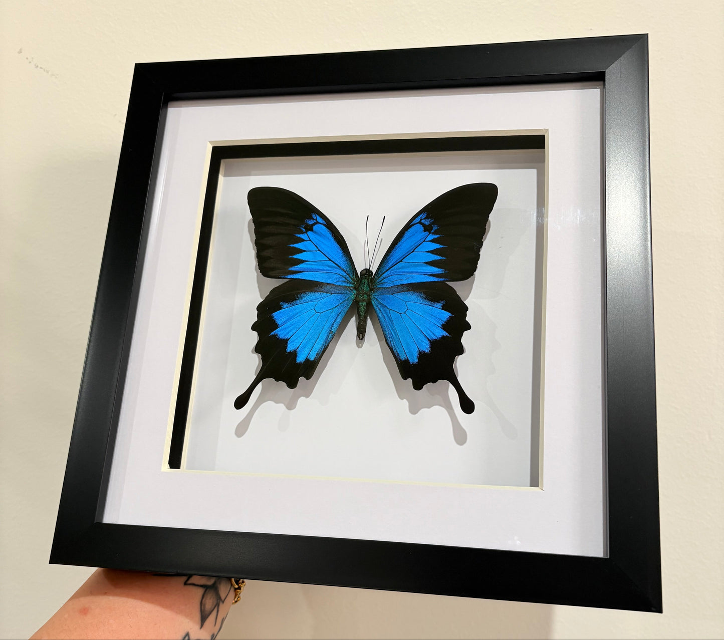 Papilio Ulysses Ulysses Butterfly