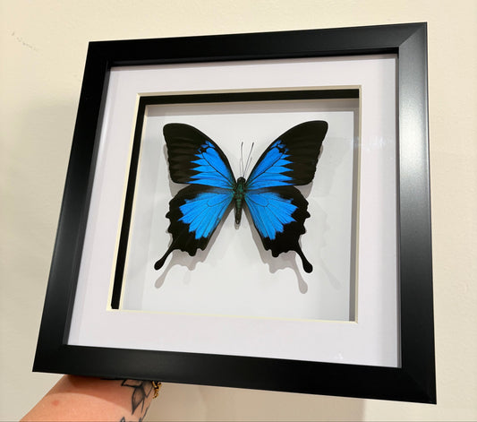 Butterfly Pinning Workshop - Virginia