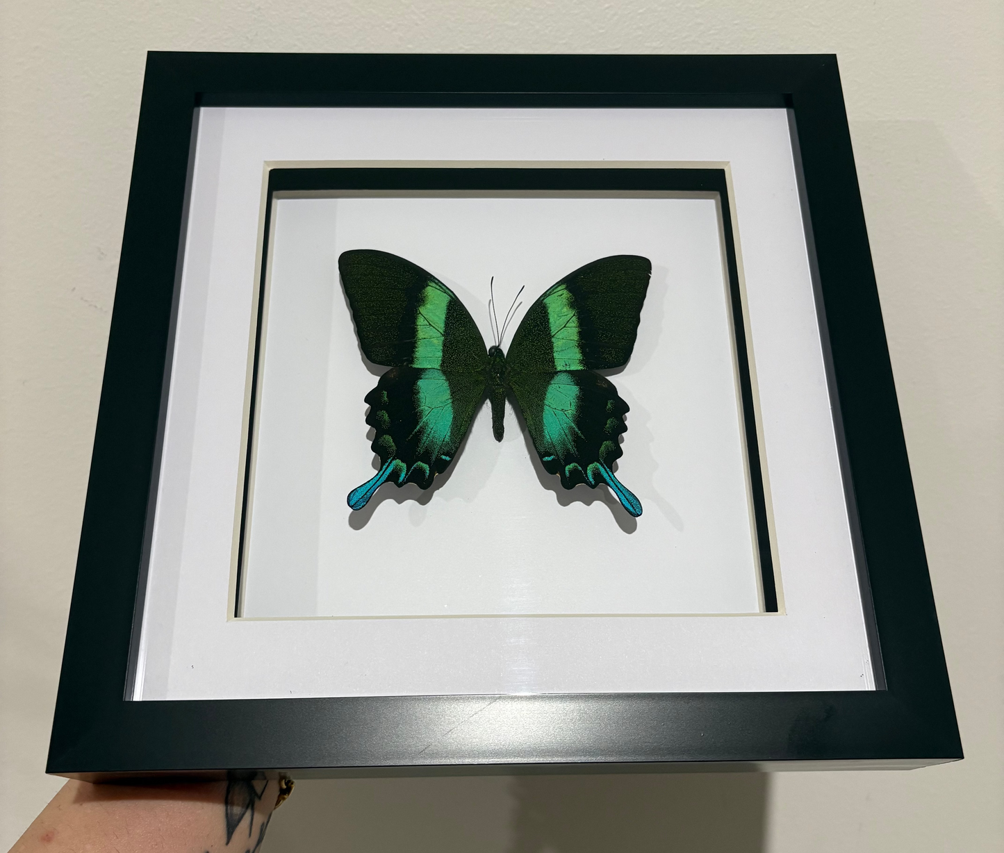 Papilio blumei