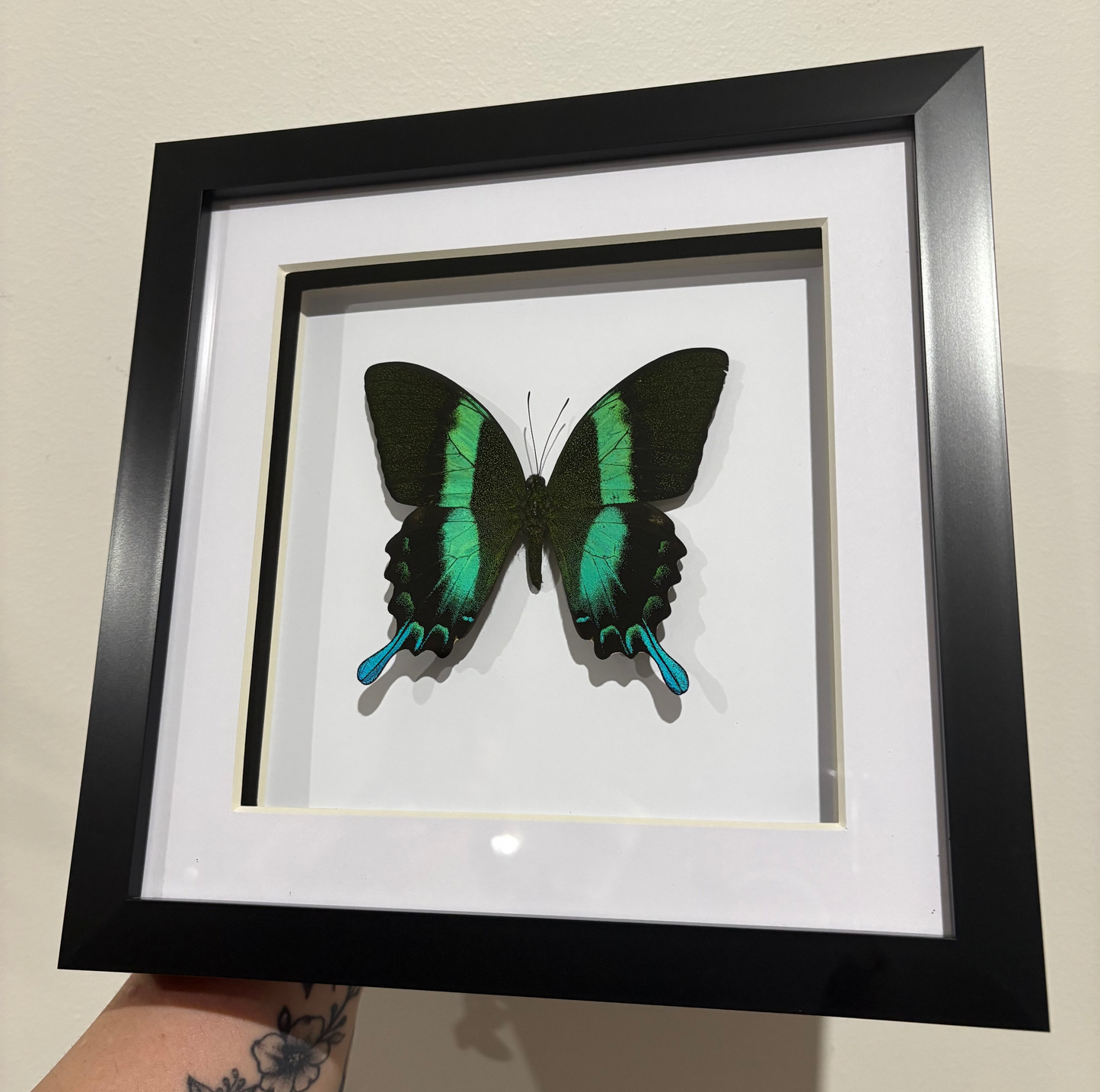 Papilio blumei