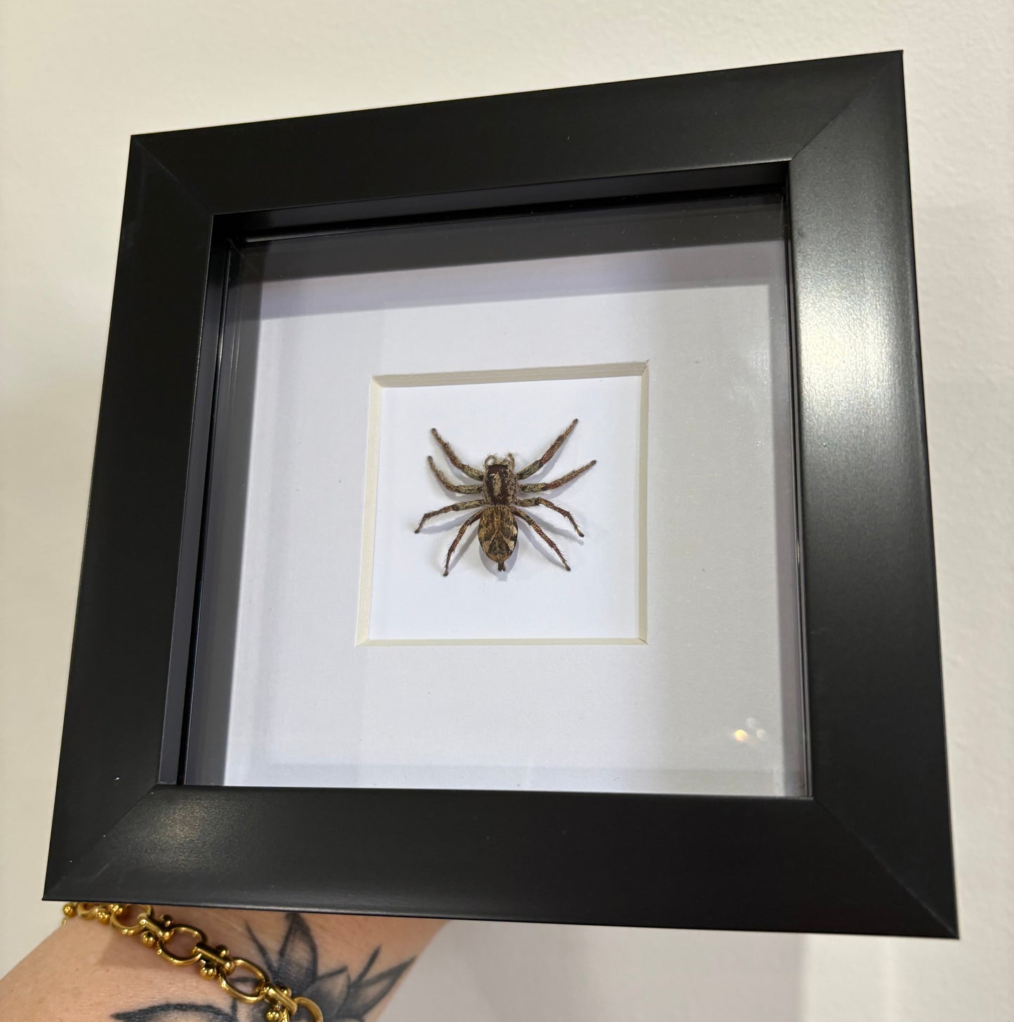 hyllus giganteus