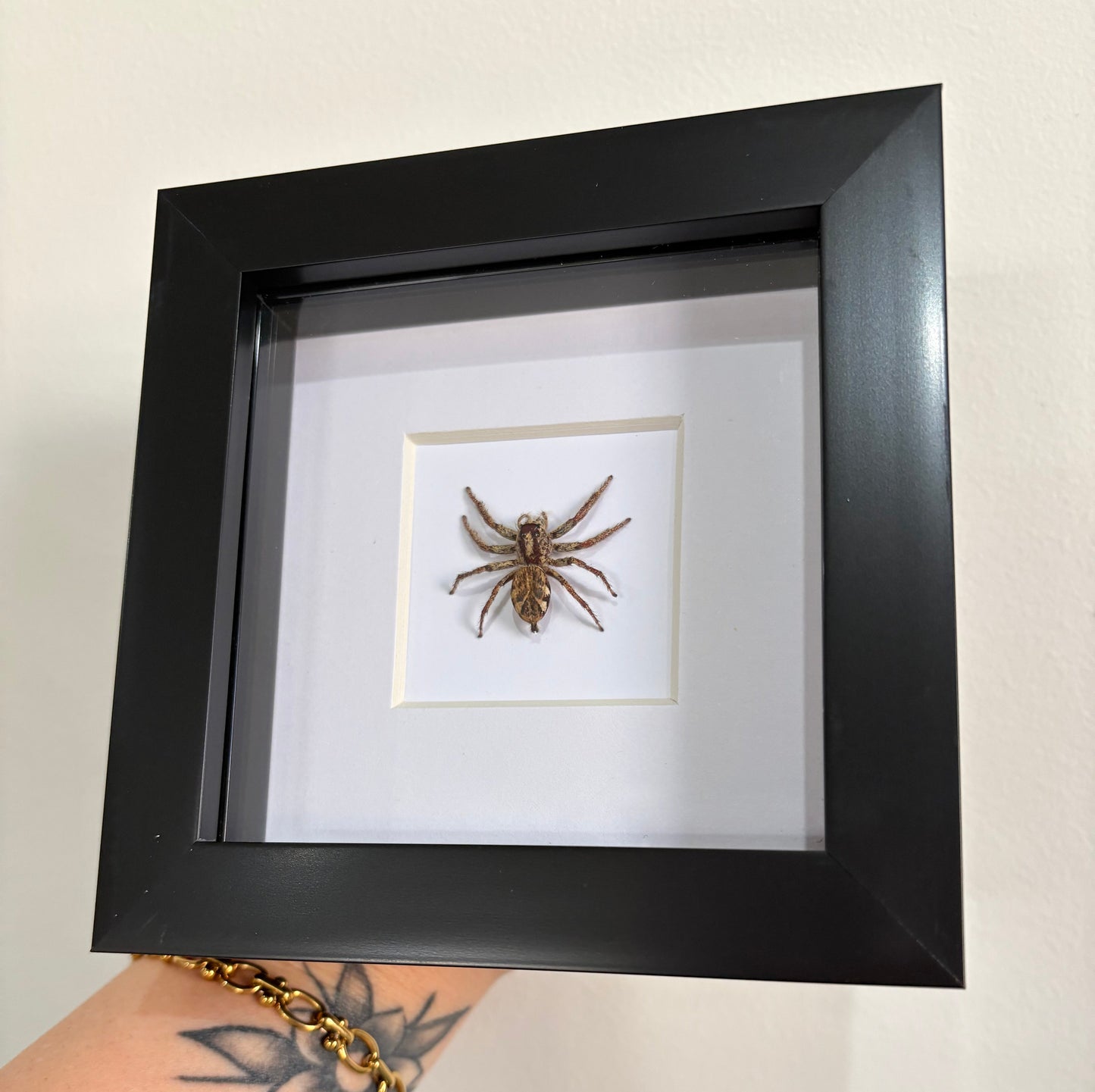 hyllus giganteus
