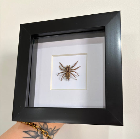 hyllus giganteus