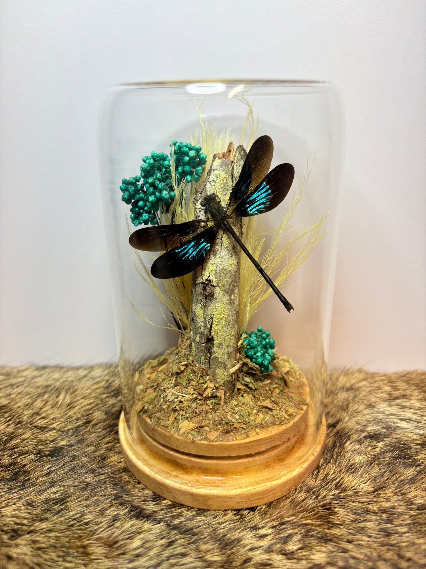 ✨ Dome Display Workshop - Cryptic Creations - Curious Cryptids Market Morayfield ✨