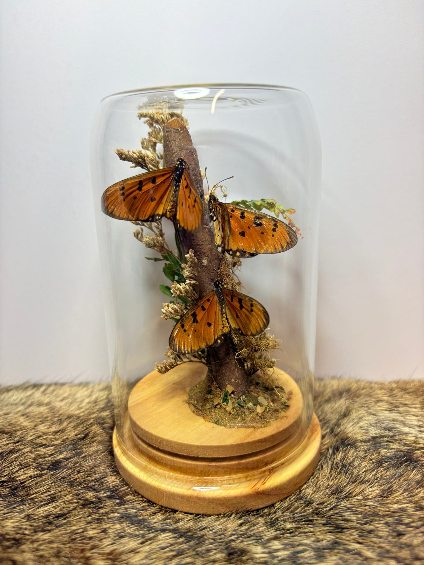 ✨ Dome Display Workshop - Cryptic Creations - Curious Cryptids Market Morayfield ✨
