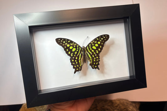 Graphium agamemnon