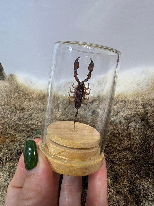 Scorpion Isolate Dome