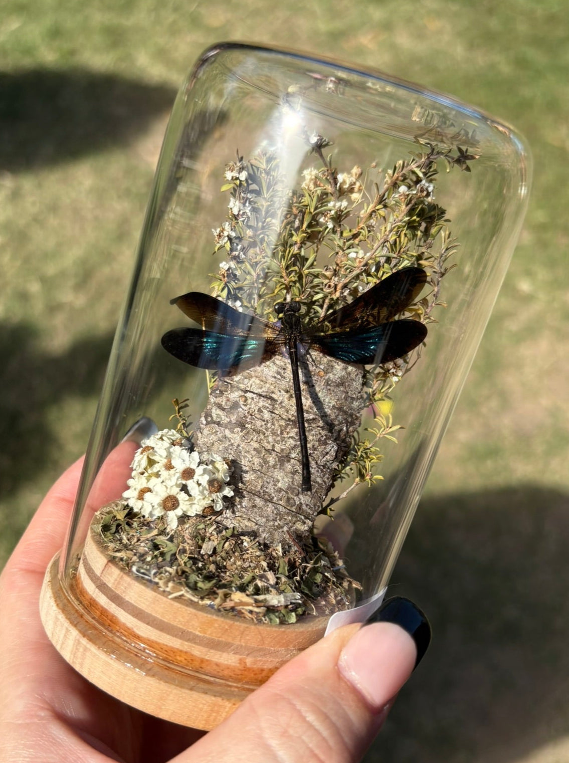 ✨ Dome Display Workshop - Cryptic Creations - Curious Cryptids Market Morayfield ✨