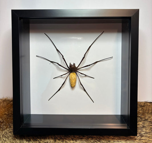 Nephila vitiana Spider