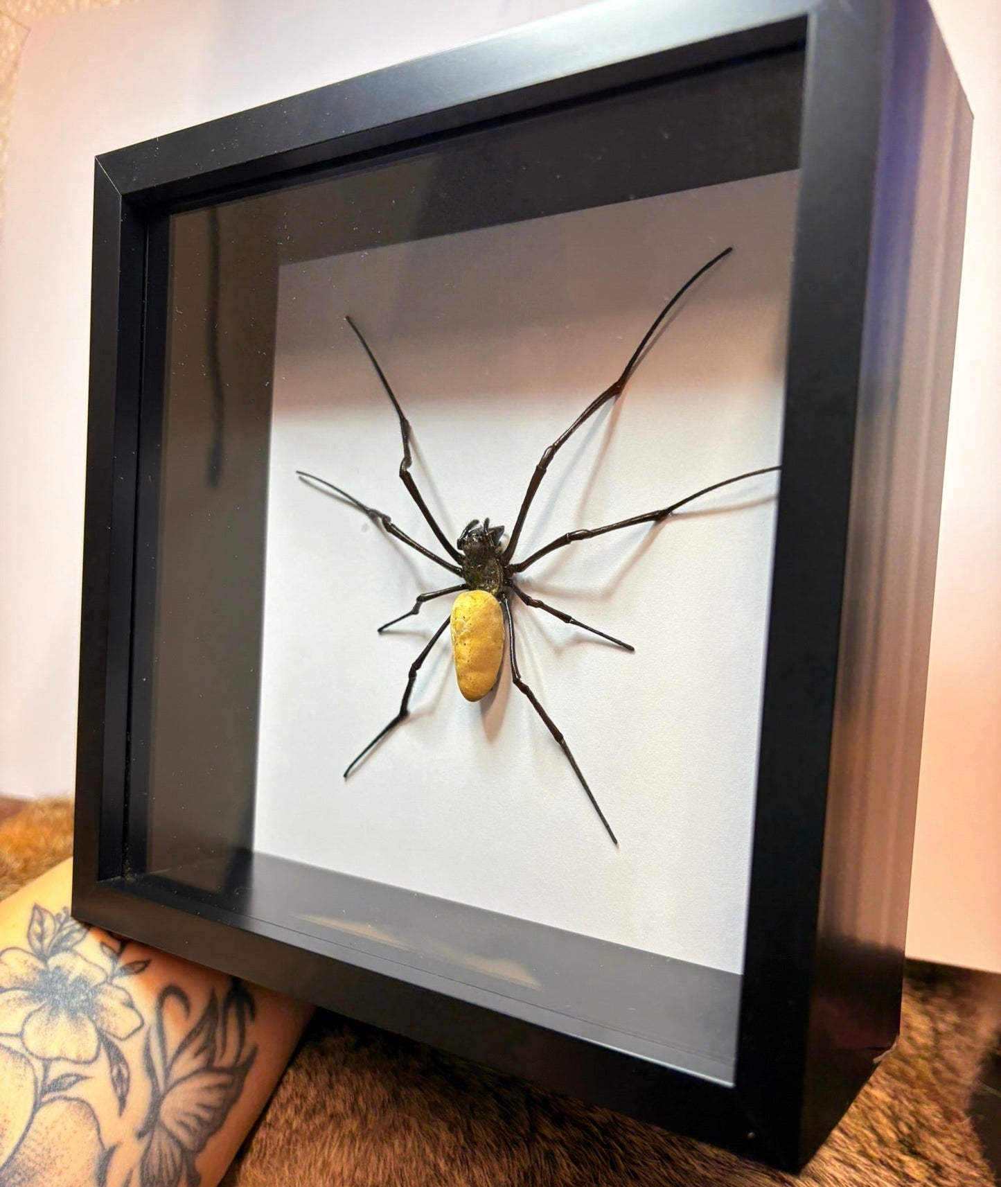 Nephila vitiana Spider in Deep 6x6 Frame