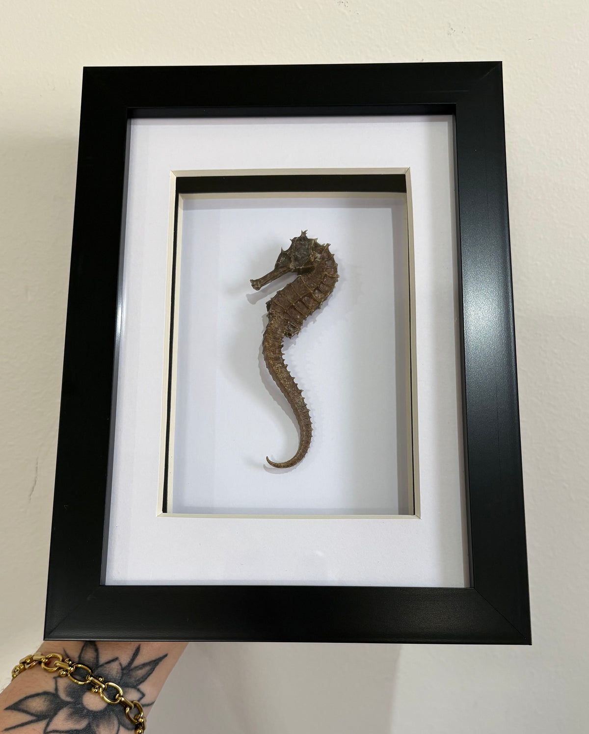 Seahorse