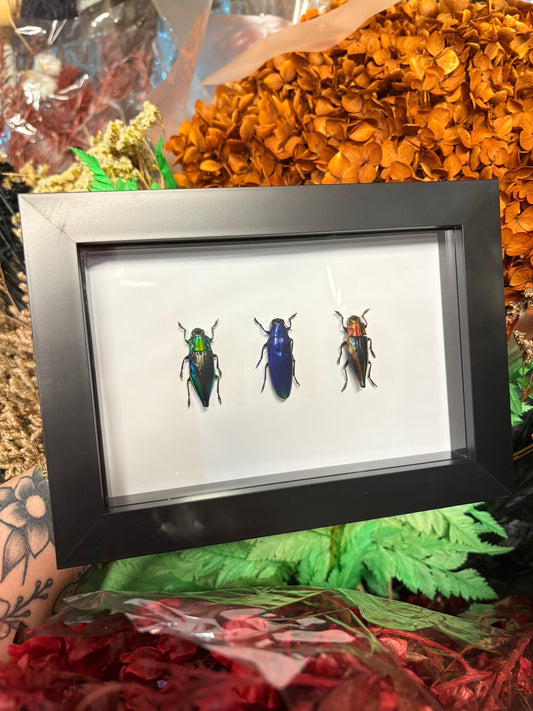Chrysochroa & Cyphogastra Species