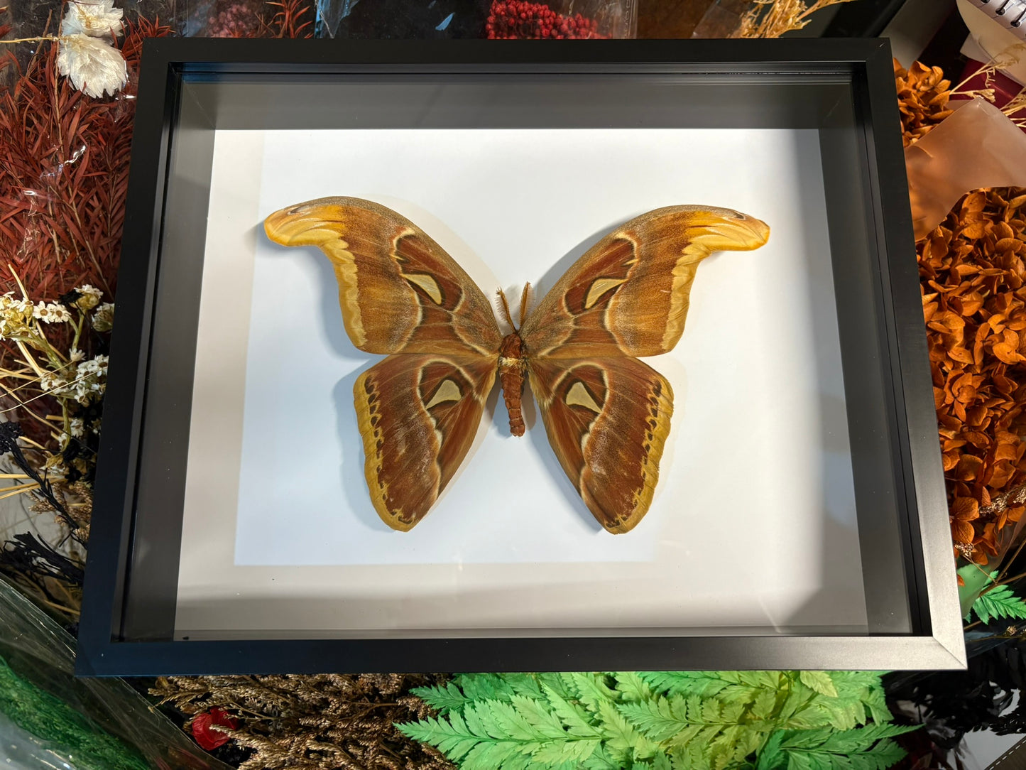Atlas Moth (Male) in 10x8 Frame