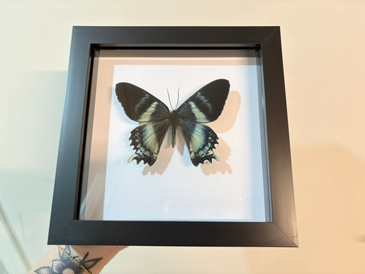 Alcides orontes – Blue Day-Flying Moth