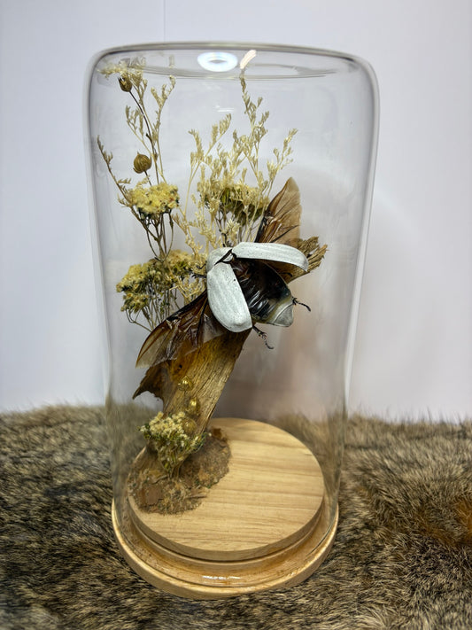 Sugarcane White Grub (Lepidiota stigma) – Large Dome Display