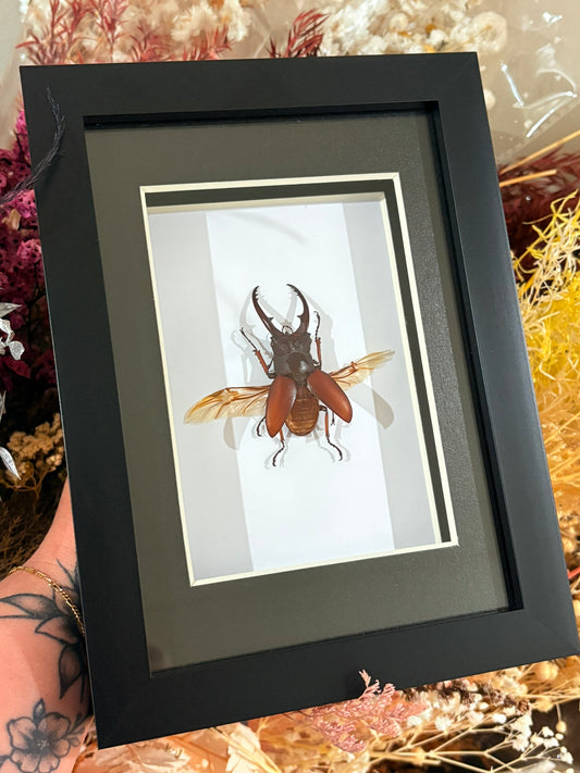 Prosopocoilus astacoides - Spread