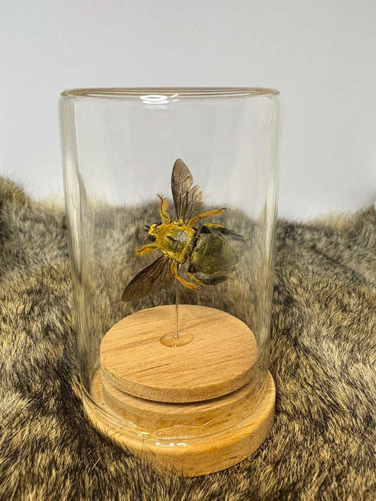 Xylocopa Aestuans Isolate Dome - Male