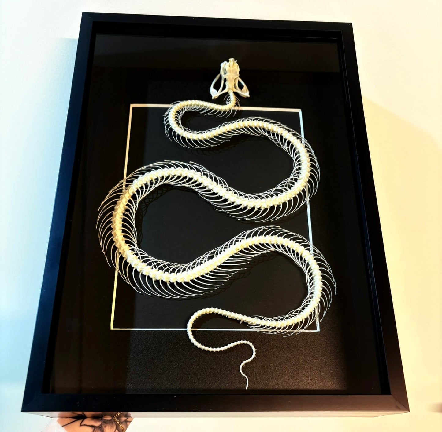 Trimeresurus albolabris