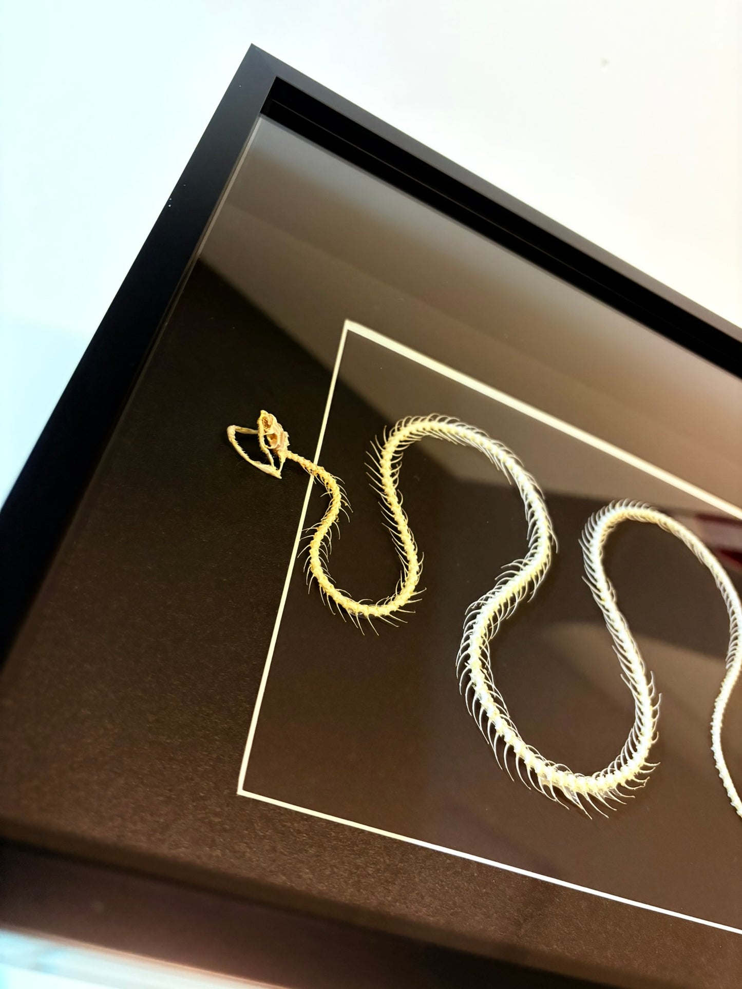 Dendrelaphis pictus