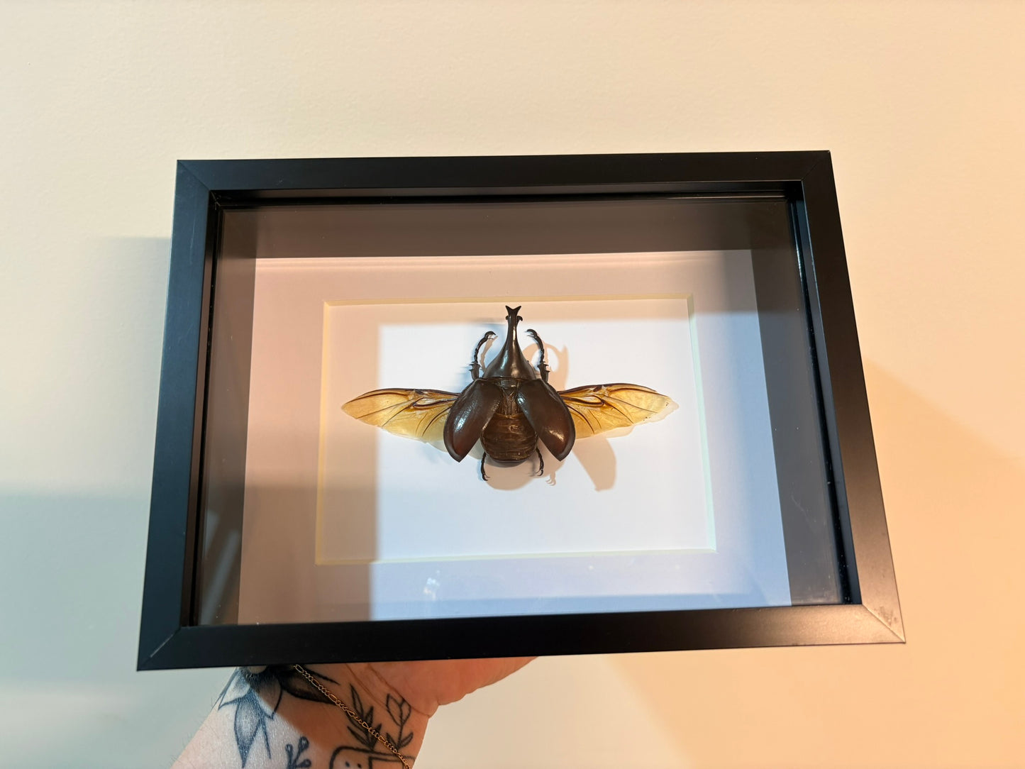 Xylotrupes clinias clinias