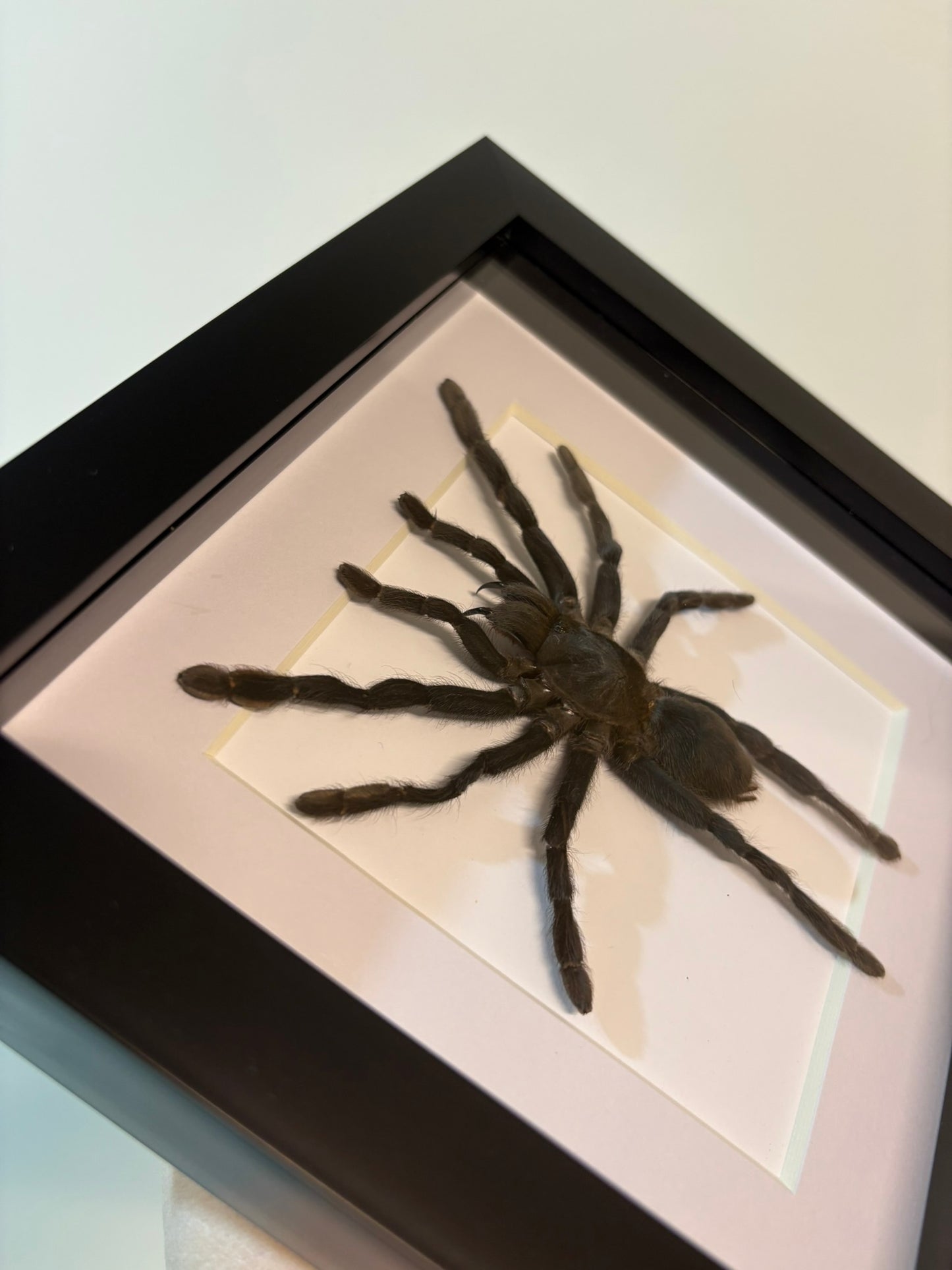 Selenocosmia dolichoplectra - M
