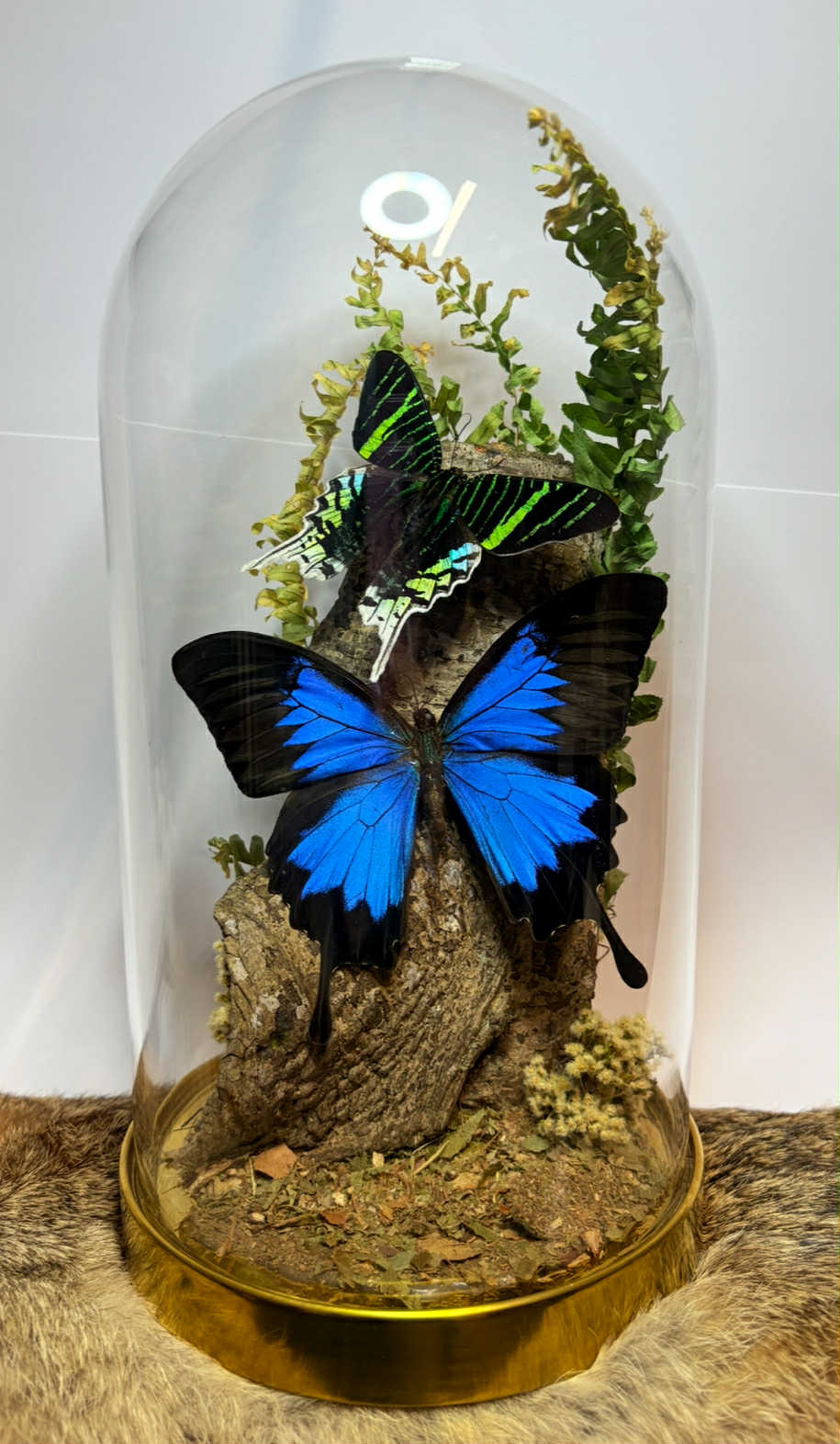 Extra Large Dome Display Workshop - Virginia