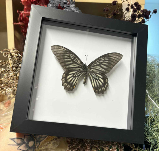Chilasa veiouis – Ghost Swallowtail