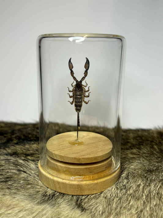 Specimen Isolate Dome