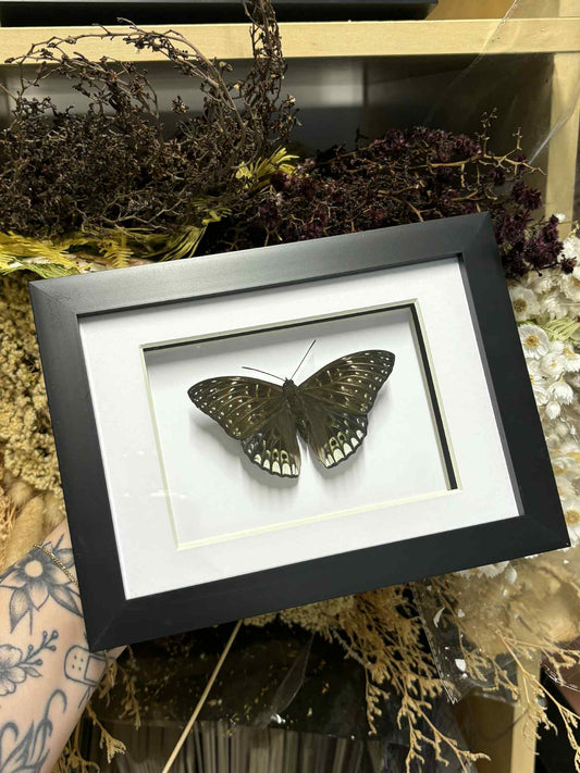 Dichorragia Ninus Ninus - 5x7 Frame