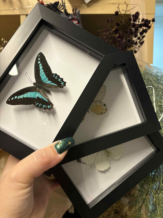 Mystery Butterfly Frame