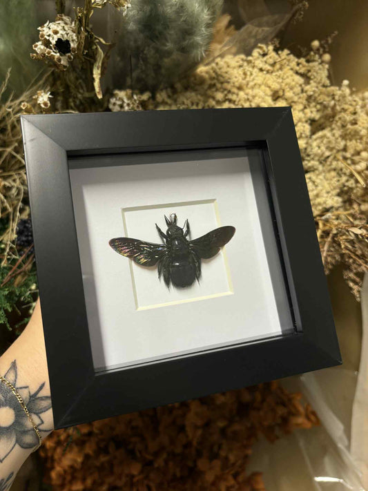 Xylocopa Latipes