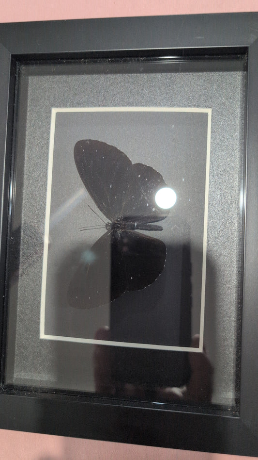 Black butterfly black background