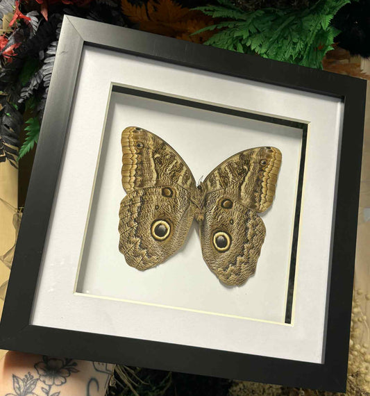 Caligo illioneus oberon – Giant Owl Butterfly