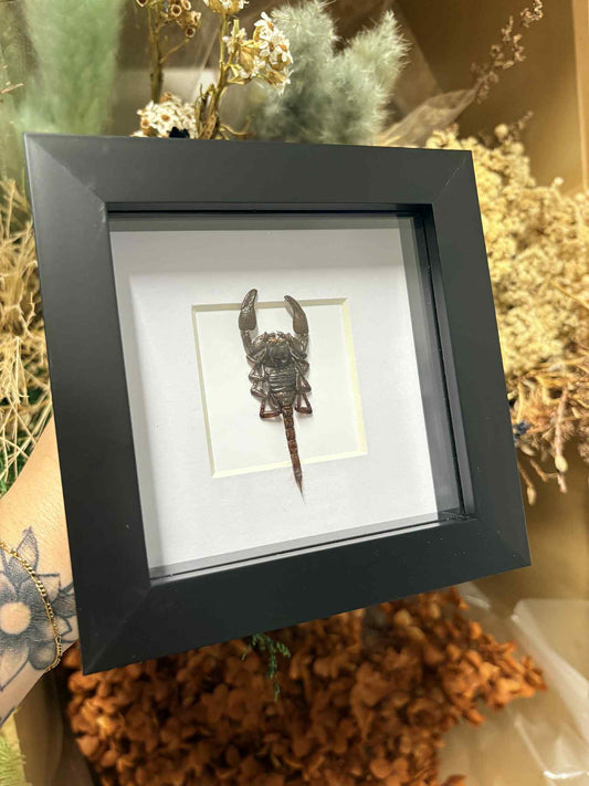 Javanimetrus Cyaneus
