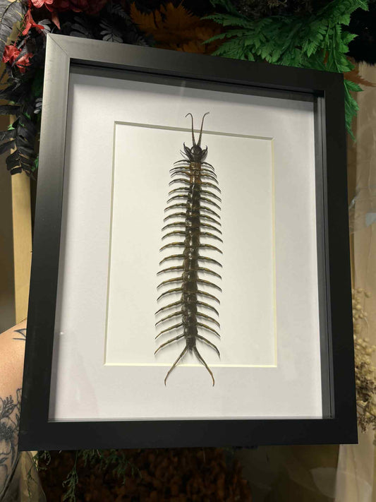 Scolopendra piceoflava